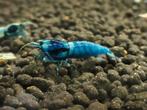 Crazy blue blue bolt caridina garnalen, Animaux & Accessoires, Poissons | Poissons d'aquarium