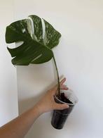 Monstera Deliciosa Variegata nr2, Huis en Inrichting, Kamerplanten, Ophalen of Verzenden