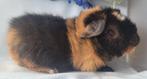 Cavia Us teddy beertjes, Mannelijk, Cavia