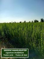 GROENE HAAGLIGUSTER: oa 1,20 - 1,5 meter : 1,80 €/stuk, Tuin en Terras, Ophalen, Liguster, Haag, 100 tot 250 cm