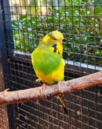 Engelse grasparkiet pop 2024, Dieren en Toebehoren, Vogels | Parkieten en Papegaaien