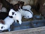VLINDERKONIJNEN 8 WEKEN, Meerdere dieren, Groot, 0 tot 2 jaar