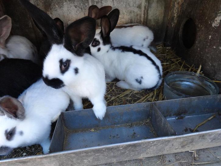 VLINDERKONIJNEN 9 WEKEN, Animaux & Accessoires, Lapins, Grand, Plusieurs animaux, 0 à 2 ans