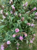 vlinderstruik buddleja davidii, Tuin en Terras, Ophalen, Vaste plant, Overige soorten