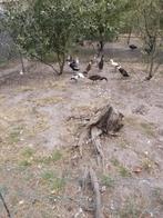 Loopeenden, Dieren en Toebehoren, Pluimvee, Eend