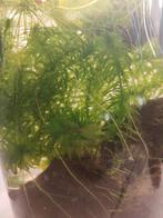 "waterpest" Elodea densa aquariumplant, Dieren en Toebehoren, Ophalen