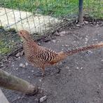 Faisan doré rouge poule à échanger, Enlèvement ou Envoi