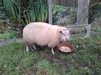 schaap - zware jonge ram  kruising texel*rouge, Dieren en Toebehoren, Mannelijk, Schaap, 0 tot 2 jaar