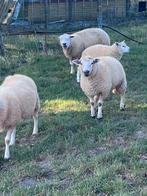Ooilam te koop, Dieren en Toebehoren, Schapen, Geiten en Varkens