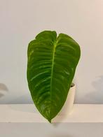 Anthurium  Vetchii, Huis en Inrichting, Ophalen