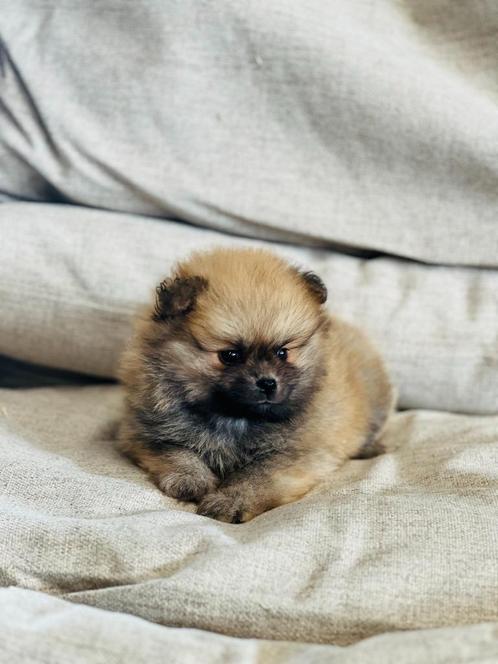 Nieuw nestje Dwergkeesjes hier geboren te koop, Dieren en Toebehoren, Honden | Poolhonden, Keeshonden en Oertypen, Meerdere dieren