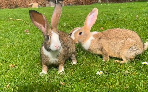 Super lieve ingeënte konijntjes te koop, Dieren en Toebehoren, Konijnen, Middelgroot, Meerdere dieren, 0 tot 2 jaar