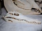 Crâne de crocodile du Nil - mâchoire supérieure et inférieur, Collections, Collections Animaux, Enlèvement ou Envoi, Comme neuf