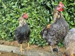 2 handtamme jonge haantjes