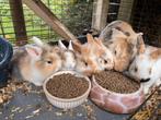 Jonge konijntjes, Dieren en Toebehoren, Konijnen, Hangoor