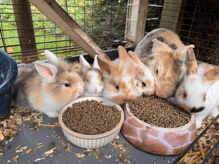 Jonge konijntjes, Dieren en Toebehoren, Konijnen, Hangoor