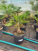 Trachycarpus wagnerianus, 40 hoog., Ophalen of Verzenden