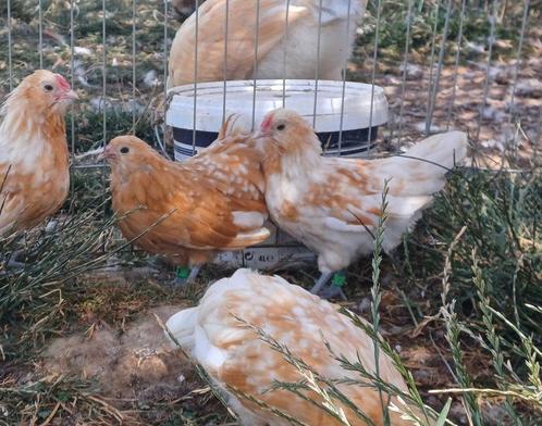Antwerpse baardkrielen | Okerwitporselein, Dieren en Toebehoren, Pluimvee, Kip, Meerdere dieren