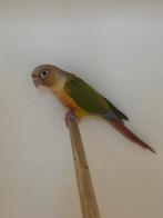 Pyrrhura molinae, Dieren en Toebehoren, Vogels | Parkieten en Papegaaien, Geringd