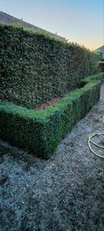 Buxus veel hagen en bollen, Tuin en Terras, Ophalen, Buxus, Haag, Minder dan 100 cm
