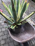 Gratis agave plant, Ophalen