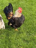 chabo kippen en haan, Dieren en Toebehoren, Pluimvee, Meerdere dieren, Kip