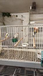 Grote putters te koop, Dieren en Toebehoren