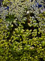 Aquarium Kroos (Lemna minor) – portie €1, Dieren en Toebehoren, Ophalen, Plant(en), Steen of Hout