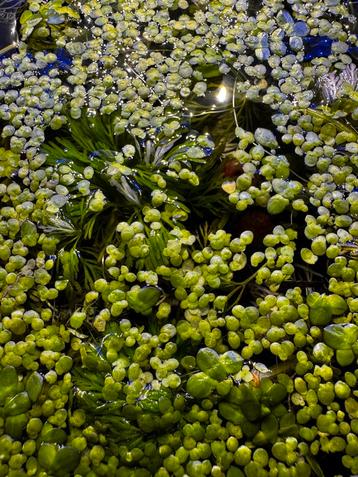 Aquarium Kroos (Lemna minor) – portie €1 beschikbaar voor biedingen