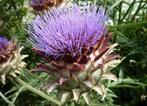 cardons - légumes oubliés, Jardin & Terrasse, Plantes | Jardin, Enlèvement ou Envoi, Plein soleil, Été, Plantes potagères