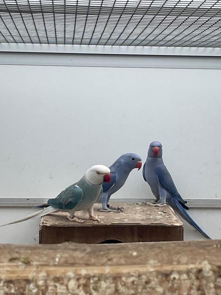 Jonge halsbandparkieten / halsband parkieten voor tam te mak, Dieren en Toebehoren, Vogels | Parkieten en Papegaaien, Parkiet
