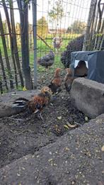 Gratis krielhaantjes (vermoedelijk - Oud Engelse Vechtkriel), Dieren en Toebehoren, Pluimvee, Mannelijk, Kip