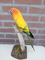 Geweldig mooie opgezette zonparkiet, Verzamelen, Dierenverzamelingen, Ophalen of Verzenden, Nieuw, Vogel, Opgezet dier
