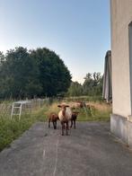 Voskoppen, Dieren en Toebehoren, Schapen, Geiten en Varkens