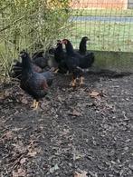 4 kippen en 1 haan Hollandse Barnevelder 120€