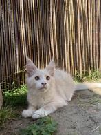Maine Coon, Dieren en Toebehoren, Kater, Gechipt, 0 tot 2 jaar