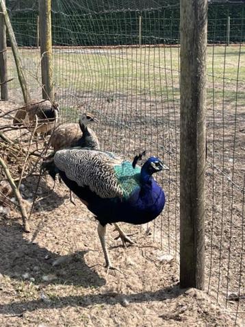 Trio blauwe pauw beschikbaar voor biedingen
