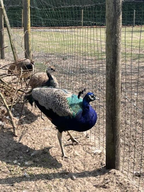 Trio blauwe pauw, Dieren en Toebehoren, Pluimvee, Overige soorten, Meerdere dieren