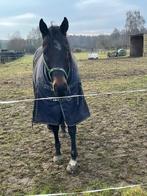 5 jarige werkwillige ruin, Dieren en Toebehoren, Paarden, Ruin