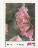 lucifermerk luciferetiket #209 bloemen (50-20), Boîtes ou marques d'allumettes, Envoi, Neuf