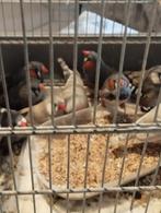 Zebravinken, Dieren en Toebehoren, Vogels | Overige Vogels