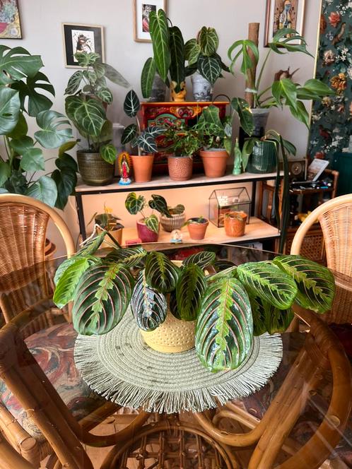 Marantha Fascinator, Huis en Inrichting, Kamerplanten, Ophalen