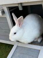 Mooi konijntje met huisje, Dieren en Toebehoren, Mannelijk, 0 tot 2 jaar