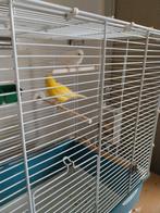 Mooie koppel kanaries( 20€ per stuk), Dieren en Toebehoren, Vogels | Duiven