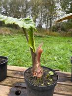 Colocasia, Tuin en Terras, Planten | Fruitbomen, Ophalen