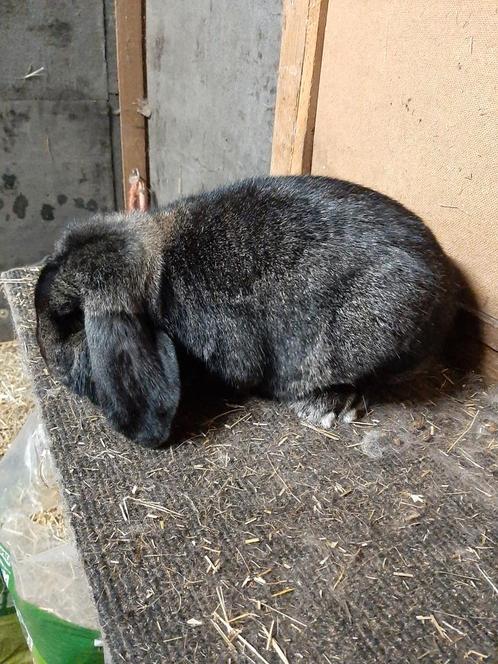 Duitse hangoor konijn voedster ijzergrauw, Dieren en Toebehoren, Konijnen, Vrouwelijk, 0 tot 2 jaar, Hangoor