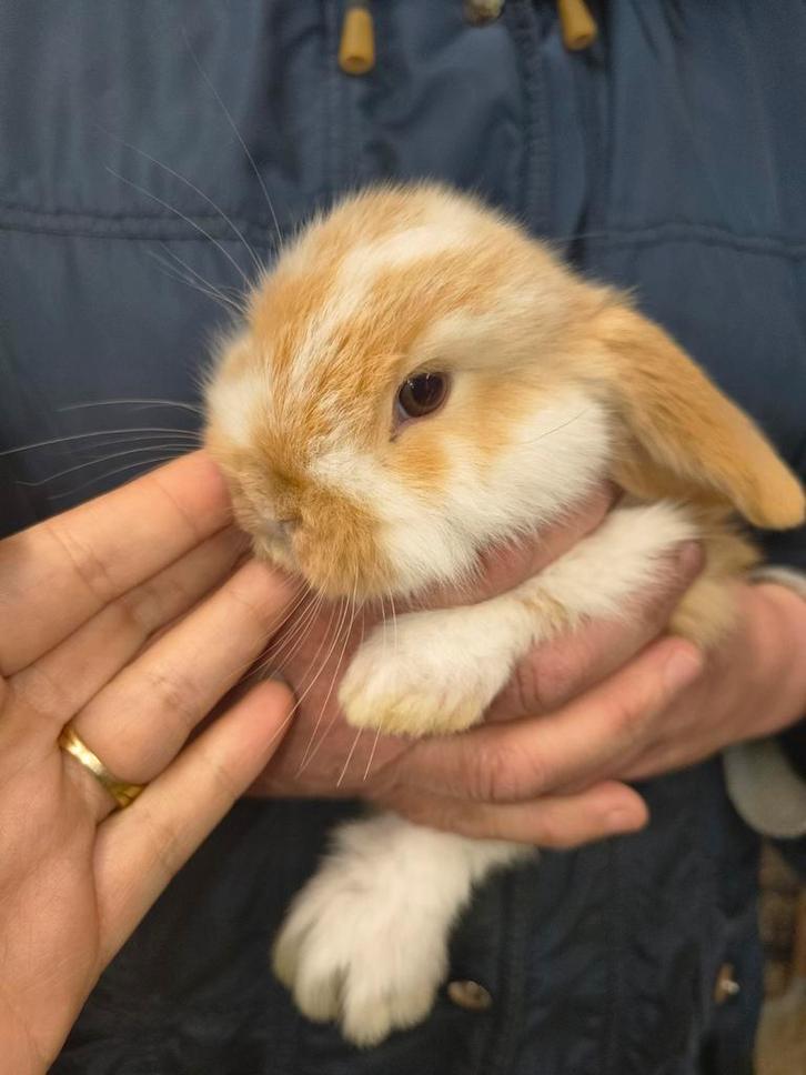 Prachtige NHD dwergkonijn tjes, Animaux & Accessoires, Lapins, Nain, Plusieurs animaux, 0 à 2 ans, Oreilles tombantes