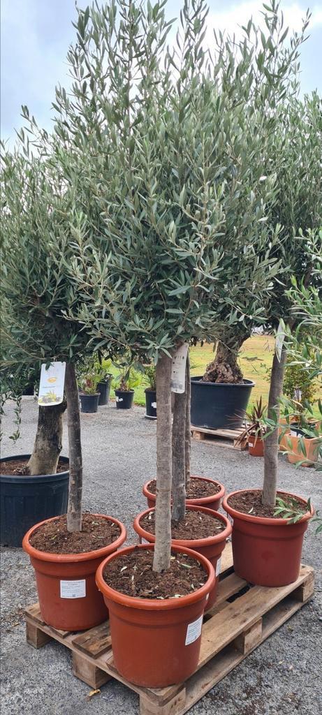 Olijfboom Olea Europaea  - Nieuwe aanvoer!, Tuin en Terras, Planten | Bomen, Olijfboom, Ophalen