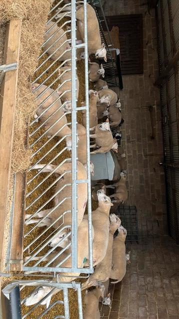 Rammen en ooien