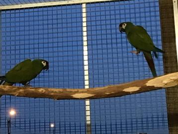 koppel ara maracana beschikbaar voor biedingen